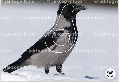 Ravn mindre inner