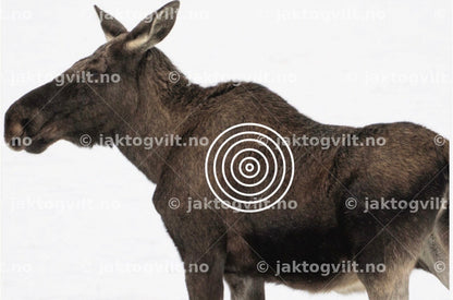 Ravn mindre inner