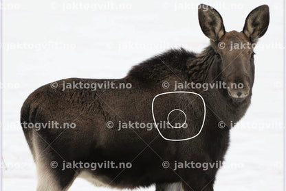 Ravn mindre inner